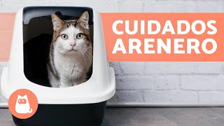 CUIDADOS BÁSICOS del ARENERO de un GATO 🐱 Tipos de Arena y Limpieza [upl. by Mcclenon]