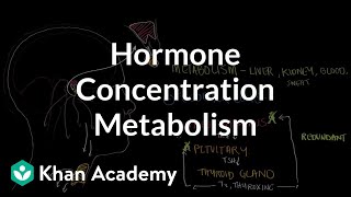 Hormone concentration metabolism and negative feedback  NCLEXRN  Khan Academy [upl. by Bendite]