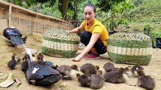 Harvest watermelon goes to market sell  Weaving bamboo baskets for 2 flocks of ducklings [upl. by Janerich681]