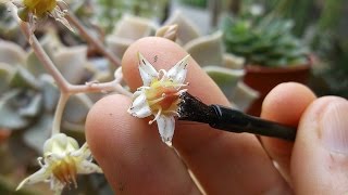 Pollinating Echeveria and Graptopetalum Succulent Plant Flowers [upl. by Suiraj]