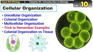 Cellular Organization  Unicellular Colonial and Multicellular  Trick to Remember Examples [upl. by Relda]