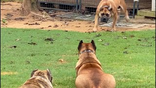 Female South African Boerboel against 2 Presa Canario’s [upl. by Holt]