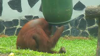 natural intelligence of orangutans [upl. by Olli]