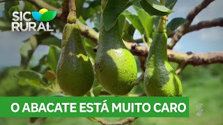 Abacate por que as frutas estão tão caras [upl. by Kimmel]