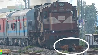 Poor Goats Escape Death As Malda Town Intercity Express Accelerates Furiously [upl. by Jessy]