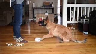 Helo the Belgian Tervuren Advanced Trick Dog Demo [upl. by Leelaj858]