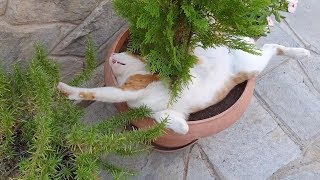 Lazy Cat Sleeps In Plant Pot [upl. by Anelleh]