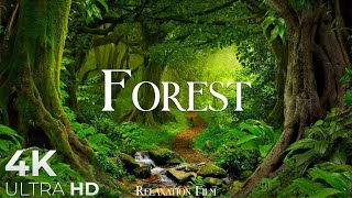 Forest 4K • Nature Relaxation Film • Peaceful Relaxing Music • 4k Video UltraHD [upl. by Rolyat]