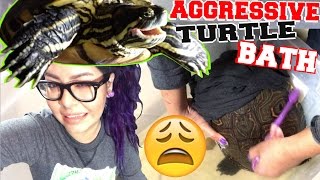 AGGRESSIVE TURTLE BATH TIME how to clean a turtles shell [upl. by Ahsal698]