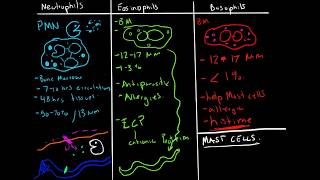 Immunology  Granulocytes Function Neutrophils Basophils Eosinophils [upl. by Noel]