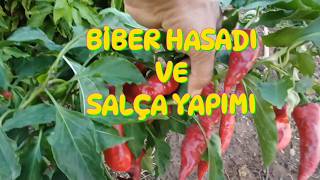 Biber Salçası Nasıl Yapılır bahçe garden köy bitki bitki [upl. by Aisa]