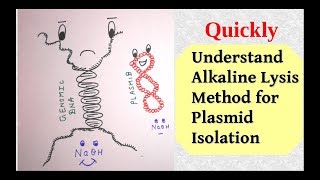 Plasmid isolation by alkaline lysis method [upl. by Oinafipe]