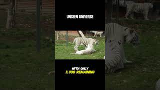 Tigers are Endangered unseenuniverse [upl. by Ariadne963]