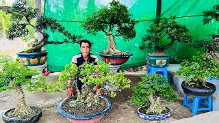 Hữu Huệ 147 0366104551 giao lưu một số tác phẩm bonsai Mai Chiếu Thủy Tùng Sam Nguyệt Me Cóc [upl. by Ananna402]