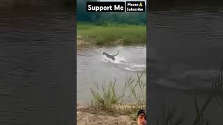 safarilife wildlife animals safari crocodile safarimoments leopard 🐆youtubeshortsshortsfeed [upl. by Ellertnom]