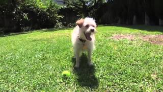 Never Seen Before Dog Juggling Ball Trick [upl. by Emma]