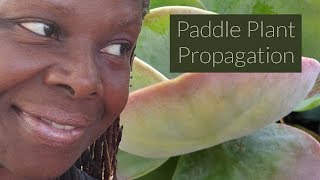 Paddle Plant Propagating [upl. by Lodi309]