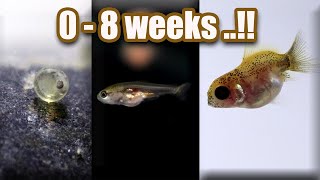 Ep 7 Baby GOLDFISH GROWTH  from eggs  8 weeks [upl. by Shaffert]