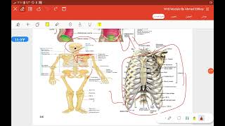 Anatomical terms and planes part 2 [upl. by Keung]