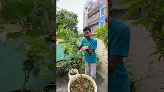 First harvest of mulberries 🫐 [upl. by Eiramanit]