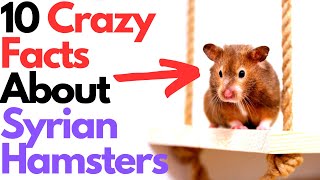 10 Facts About Syrian Hamsters That You Should Know [upl. by Chara789]