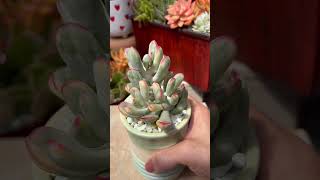 Rare and beautiful succulent Cotyledon orbiculata variegata [upl. by Zaccaria26]