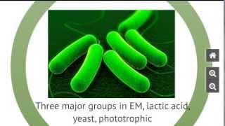 What are the bacteria in EM [upl. by Nicki]