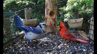 Cardinal vs Blue Jay dispute over the feeder [upl. by Kerril]