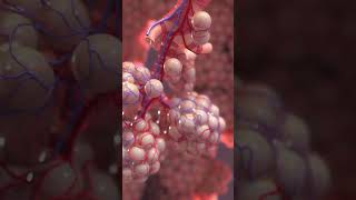 Alveoli 3D Medical Animation education introductiontobiology FarhanAcademy [upl. by Arok]