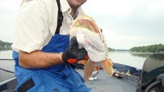 Topwater Muskie Wakes And Strikes [upl. by Yarb]