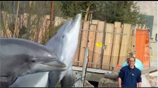 Dolphin Show time at Dolphin Lagoon  Mobby Noah Jenny and Sunny  Tiergarten Nürnberg [upl. by Firehs]