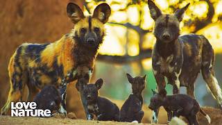 Lion Pride Poses Threat to Painted Wolf Pups  New Kids in the Wild 101 [upl. by Enilrad]