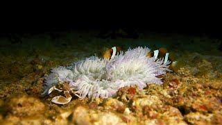 Living in a sea anemone in Zanzibar [upl. by Ninel]