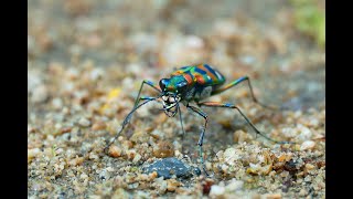 ナミハンミョウ斑猫、斑蝥 ～ Cicindela japonica ～ [upl. by Leroi]