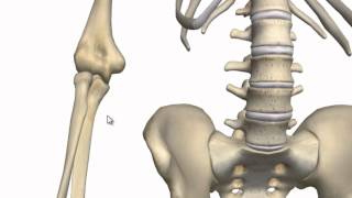 Elbow Joint  3D Anatomy Tutorial [upl. by Petracca]