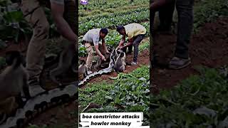 Boa constrictor attacks howler Monkey snake snakefight animals [upl. by Varrian]