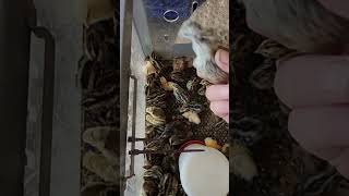 Key 2 Homesteading Quail amp BobWhites Hatching Eggs [upl. by Cass]