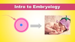 Intro to Embryology Development of Human  How we were born [upl. by Eenattirb]