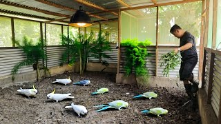 My Natural Aviary of Cockatiel Birds  A Closer Look at Our Aviary with Dozens of Baby Cockatiels [upl. by Flossi68]