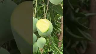 Fresh Cut Fruits shortsvideo ytshorts fruit mango [upl. by Anitram]