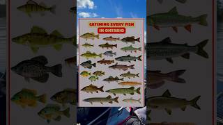 Catching Every Fish in Ontario Part 5 Walleye [upl. by Supple]