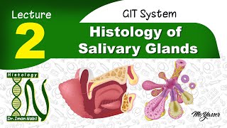 2a General structure of salivary glandsHistology of GIT [upl. by Fakieh]