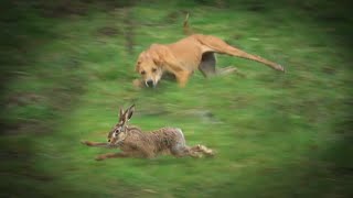 GALGO VS LIEBRE SUR DE CHILE  TEMUCO 2022 CACERIA DE LIEBRES [upl. by Worrad6]