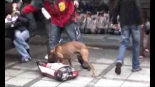 AmPit Bull Terrier  fight to a finish IV part two [upl. by Hyams12]