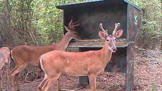 Three Bucks At Deer Feeder [upl. by Ahtekahs]