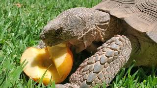 Desert Tortoise Eating an Apple 🍎 🐢 [upl. by Noid143]