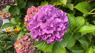 Different Colors Big LeafMop Head Hydrangea Macrophylla 4K September 2024 [upl. by Moazami612]