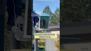 Bird Feeder vs Native Plants nativeplants birdwatching restoration [upl. by Snapp667]