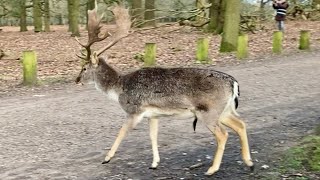 Dunham Massey Deer Park Winter 2024 Finding a deer How hard can it be [upl. by Kiker]