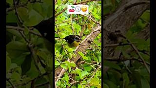 mealtime bananaquit reinita acerola food puertorico birds [upl. by Naret]